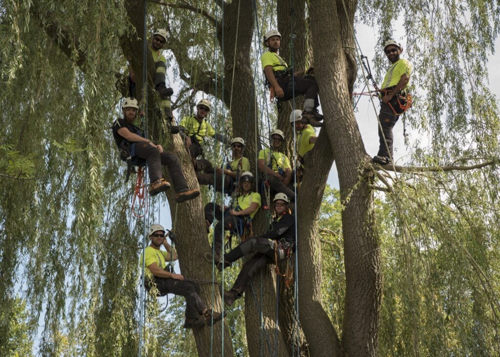 Team of Tree Cutters Sitting in a tree