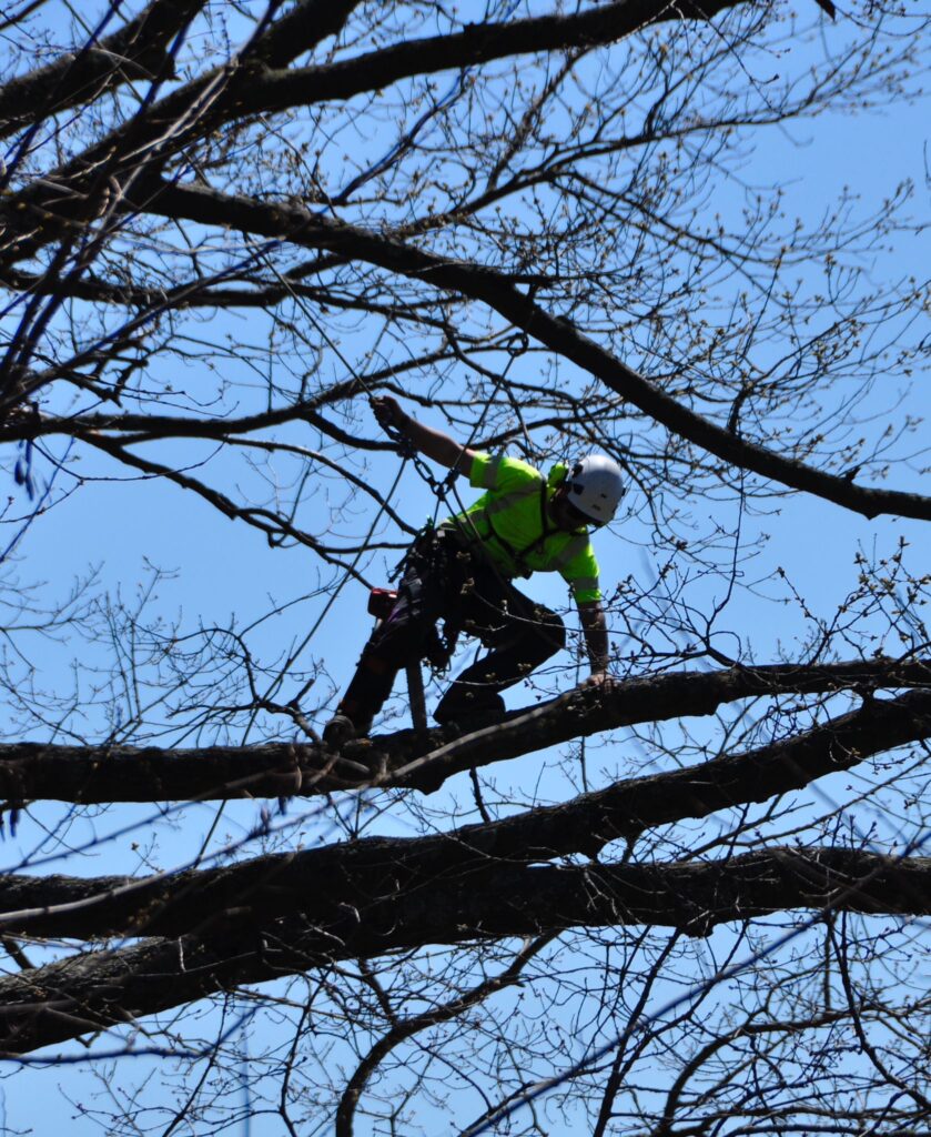 Limb walk pruning